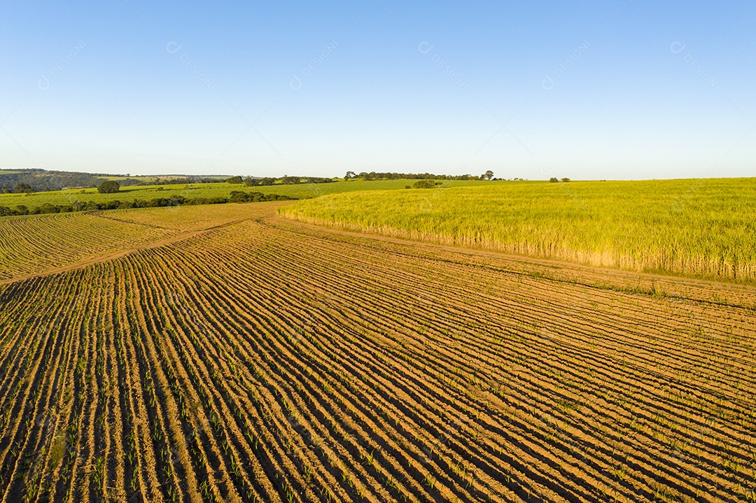 Vista aérea de um canavial com plantas jovens de um lado e adultas do outro.
