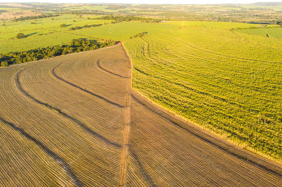 Vista aérea de um canavial com plantas jovens de um lado e adultas do outro.