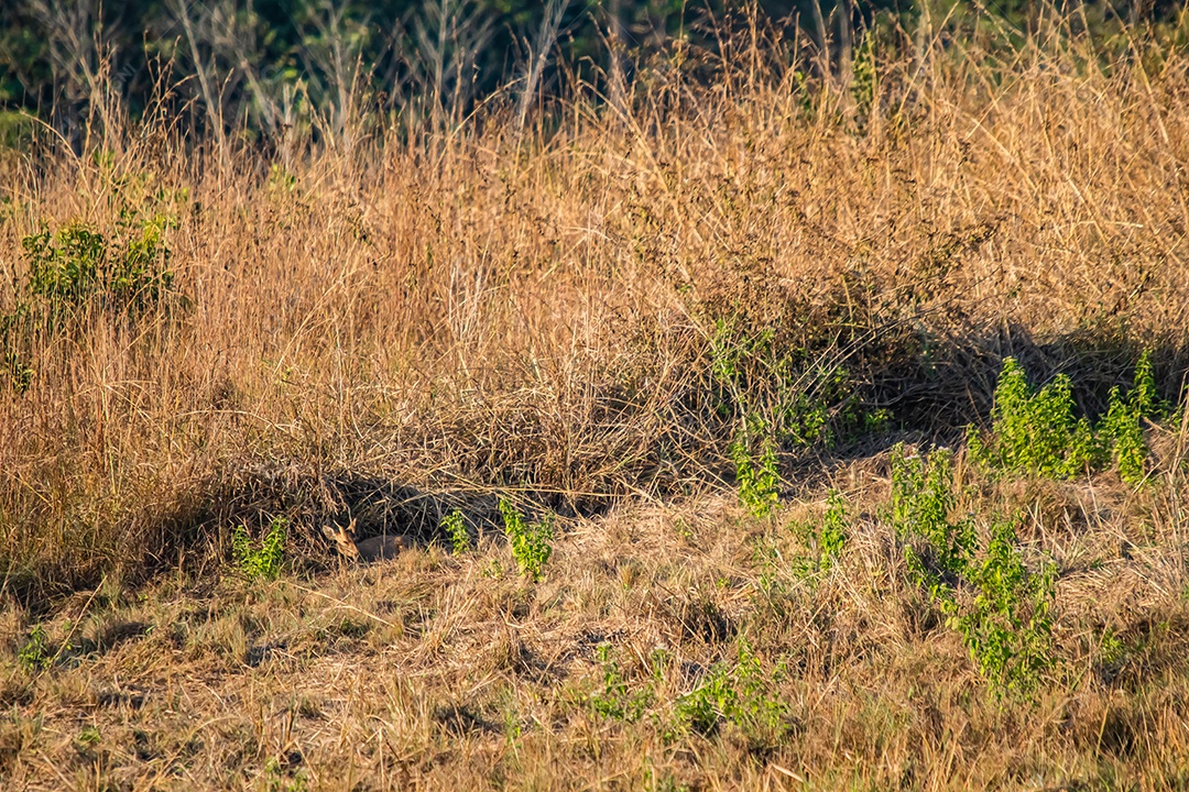 Veado no prado Área de Conservação da Vida Selvagem