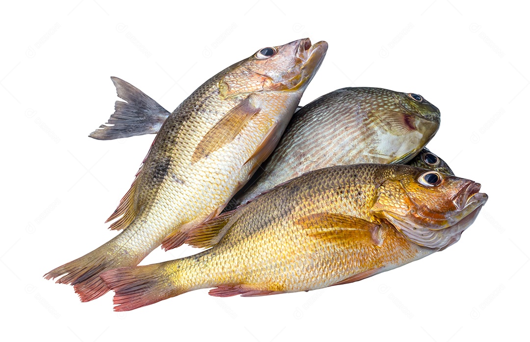 Garoupas frescas ou vários tipos de peixes marinhos em pilha são isolados em fundo branco