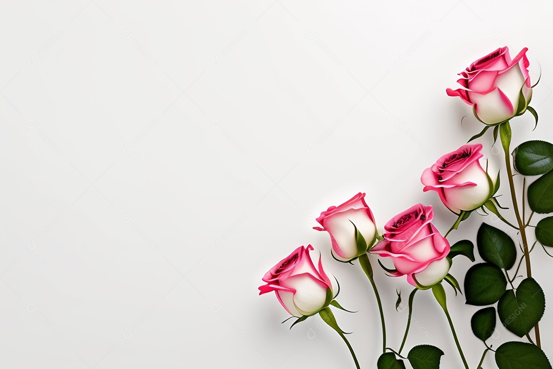 Lindas rosas em fundo branco