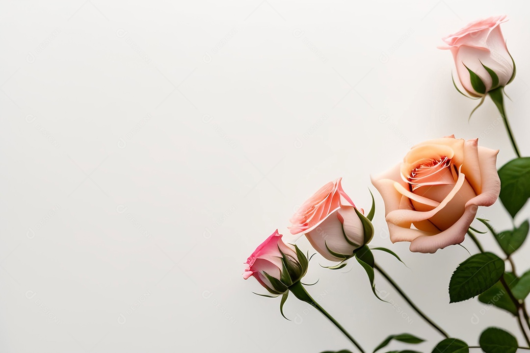 Lindas rosas em fundo branco