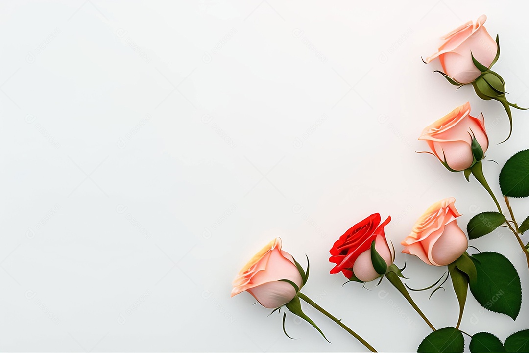 Lindas rosas em fundo branco