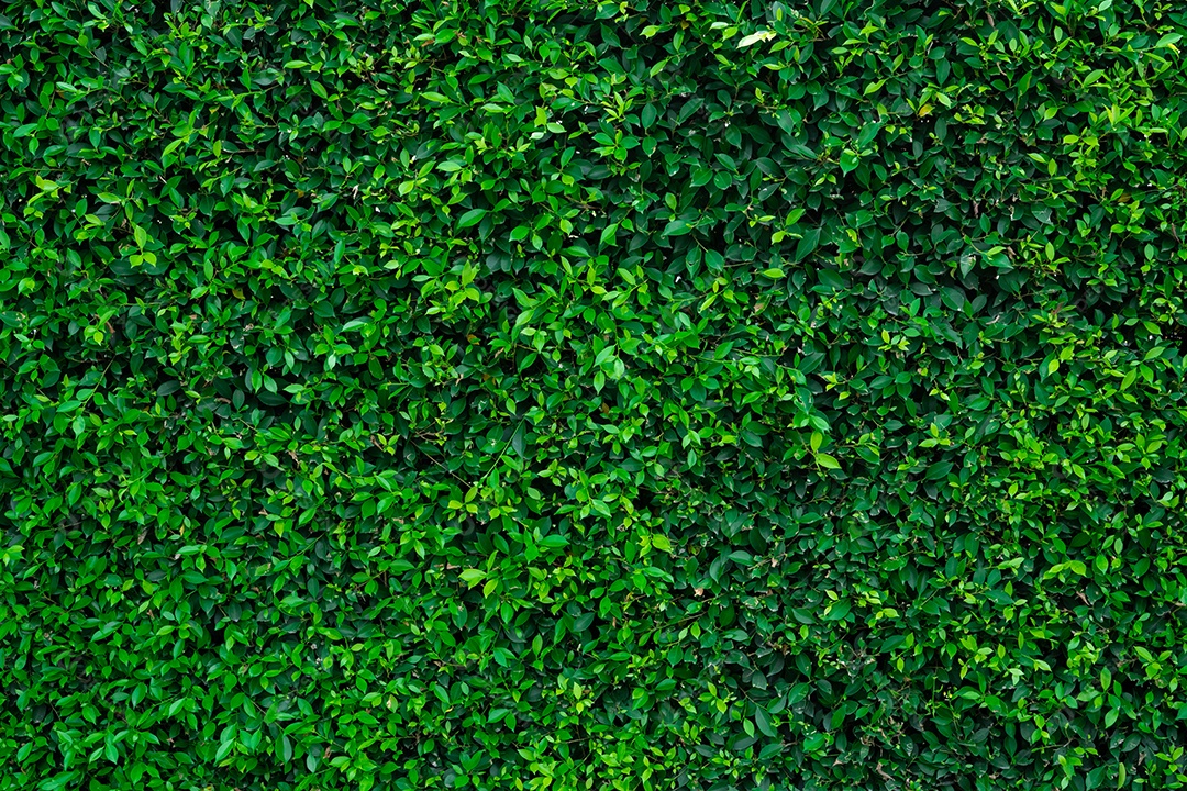 Pequenas folhas verdes em fundo de textura de parede de cobertura. Grande plano