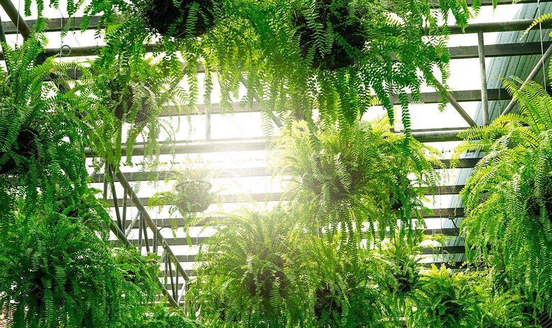 Samambaias com folhas verdes em cestos suspensos.