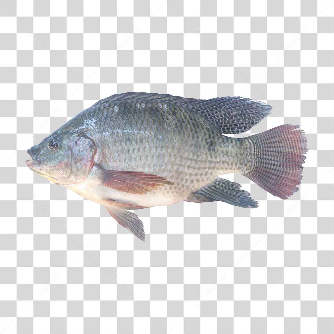 Peixe Tilápia PNG Transparente
