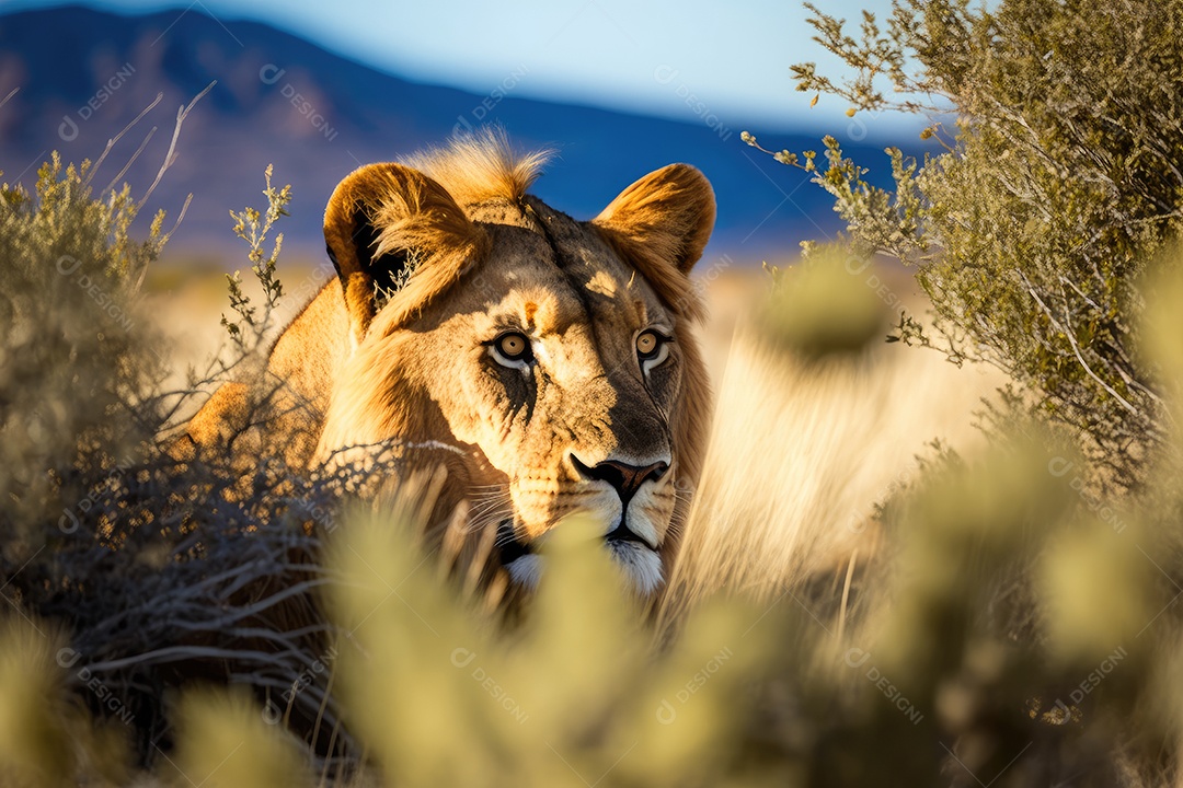 Leão majestoso no modo de caça, aguardando pacientemente a presa