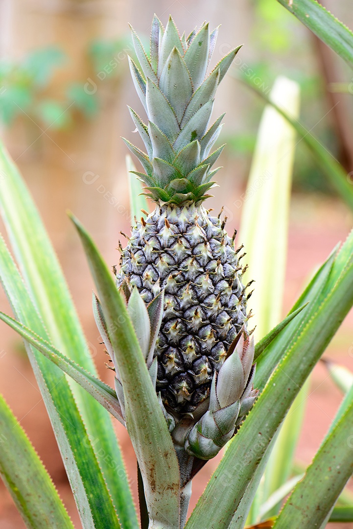 Abacaxi ainda na planta