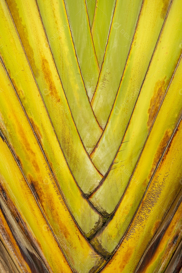 Detalhes dos ramos de uma planta ornamental