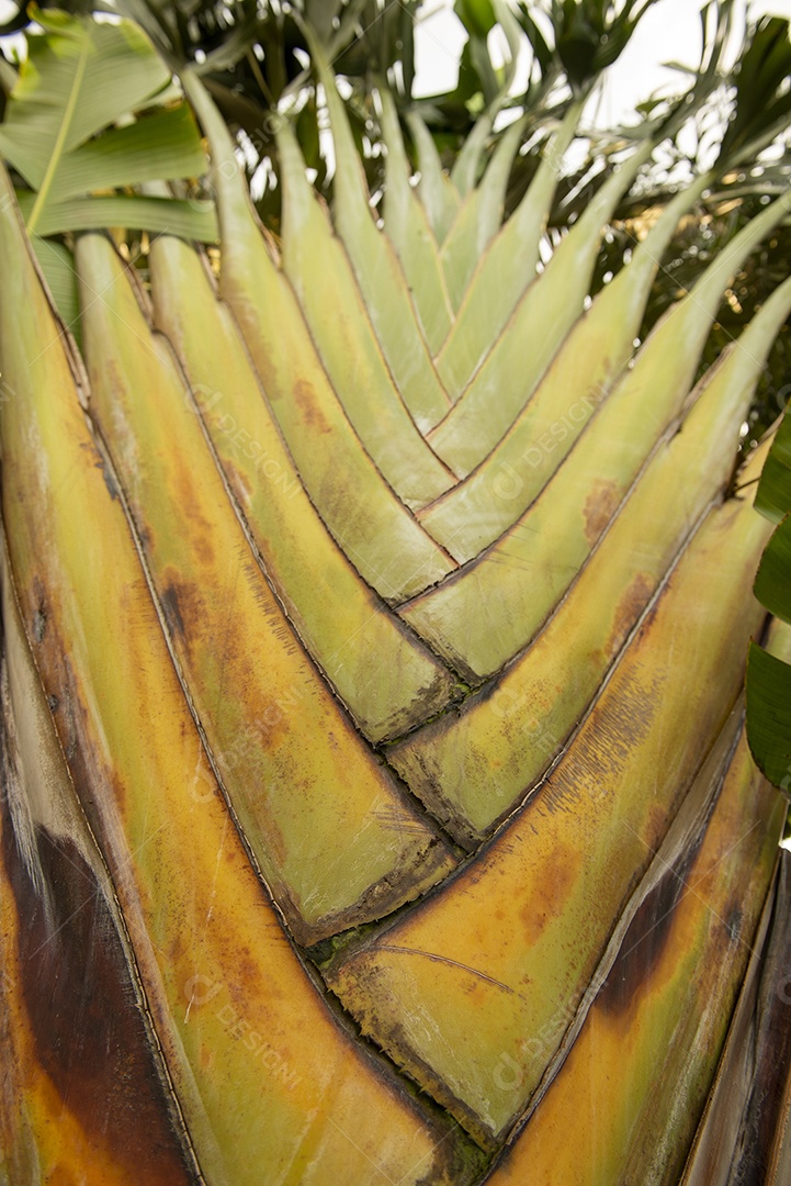 Detalhes dos ramos de uma planta ornamental