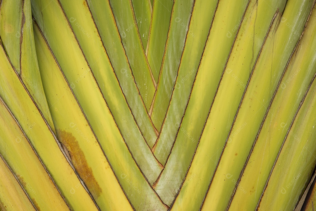Detalhes dos ramos de uma planta ornamental