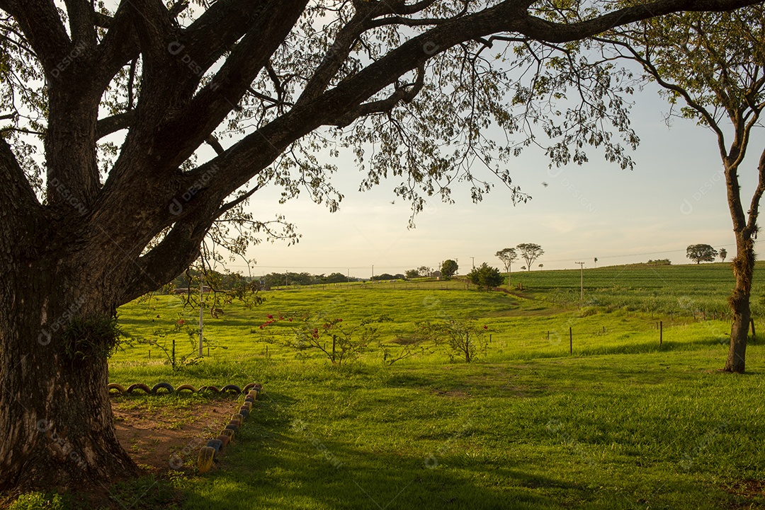Cena rural com uma árvore de moldura