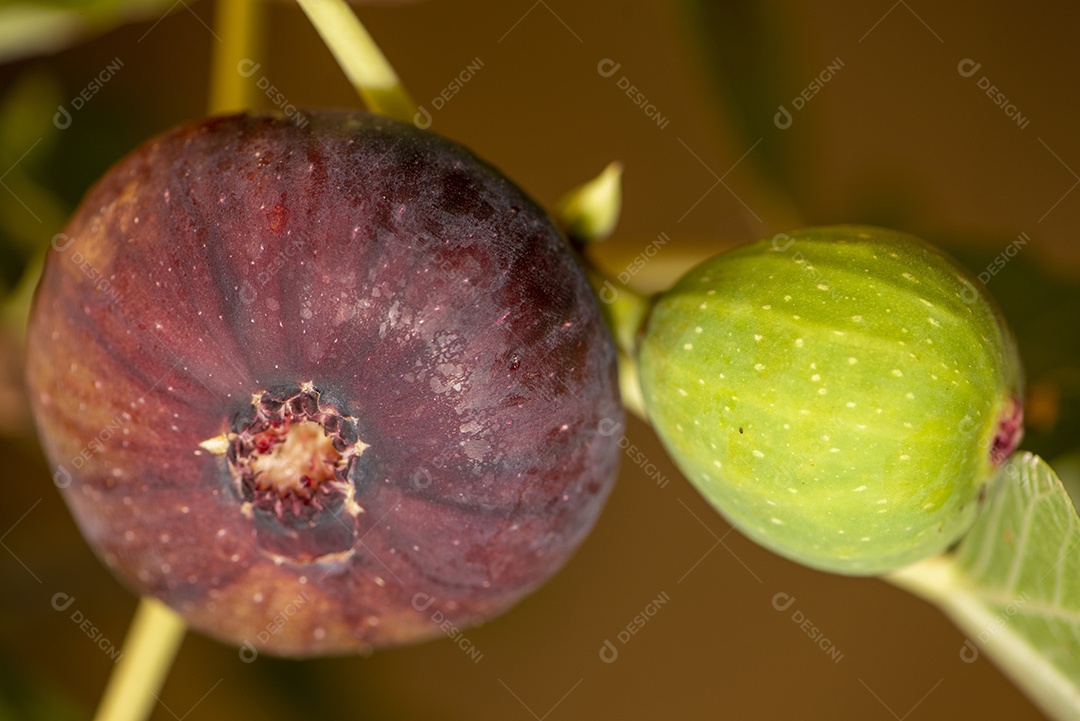 Figueira com dois figos
