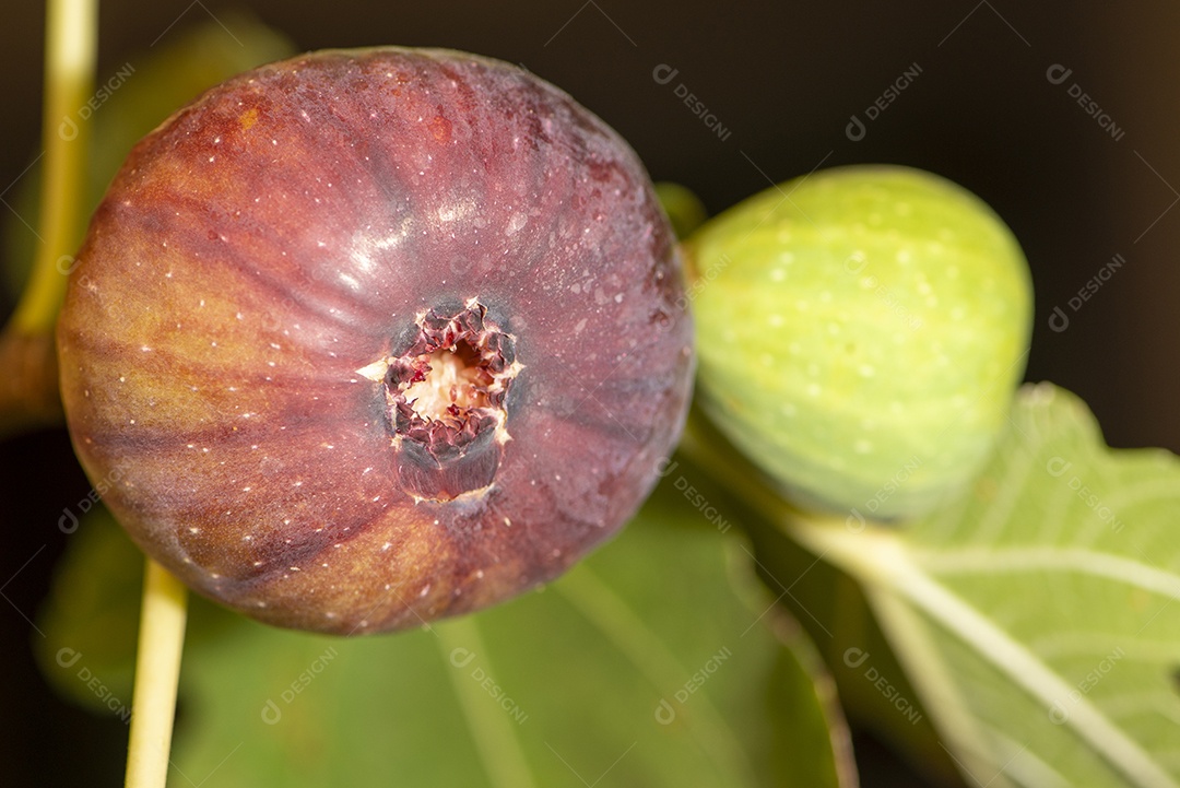 Figueira com dois figos