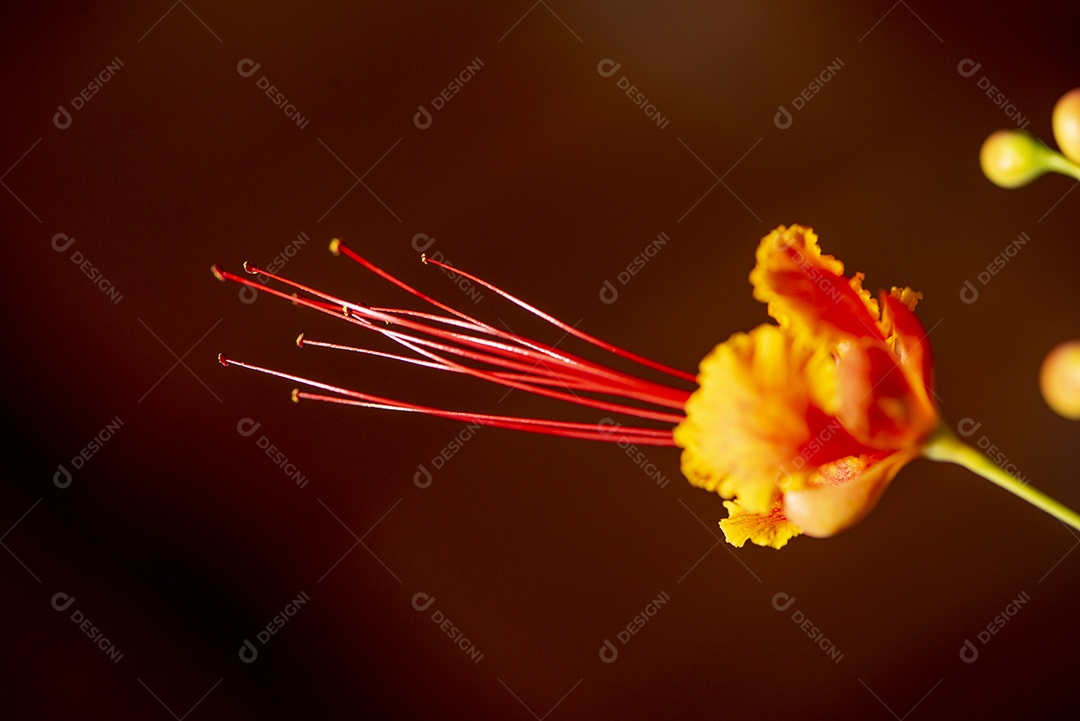 Detalhe de uma flor extravagante