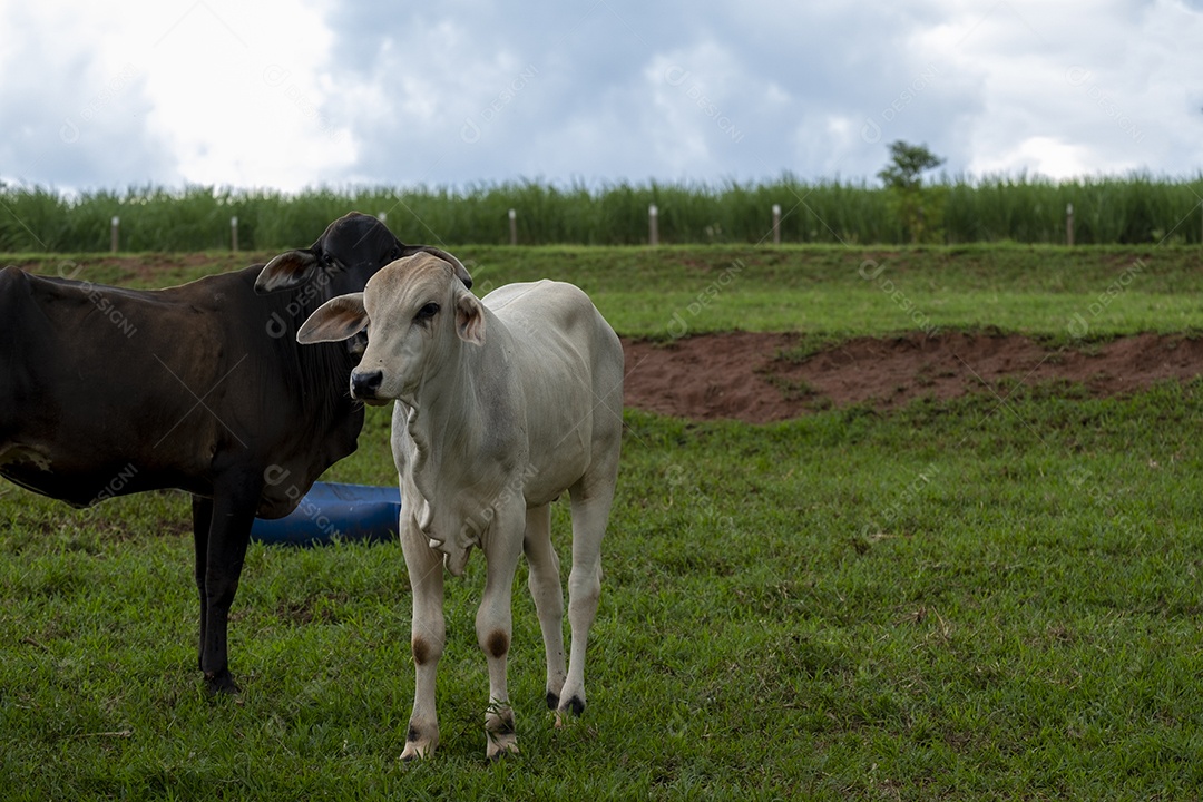 Duas novilhas em pasto verde