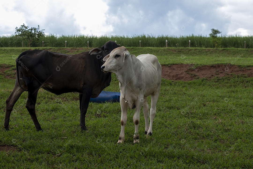Duas novilhas em pasto verde