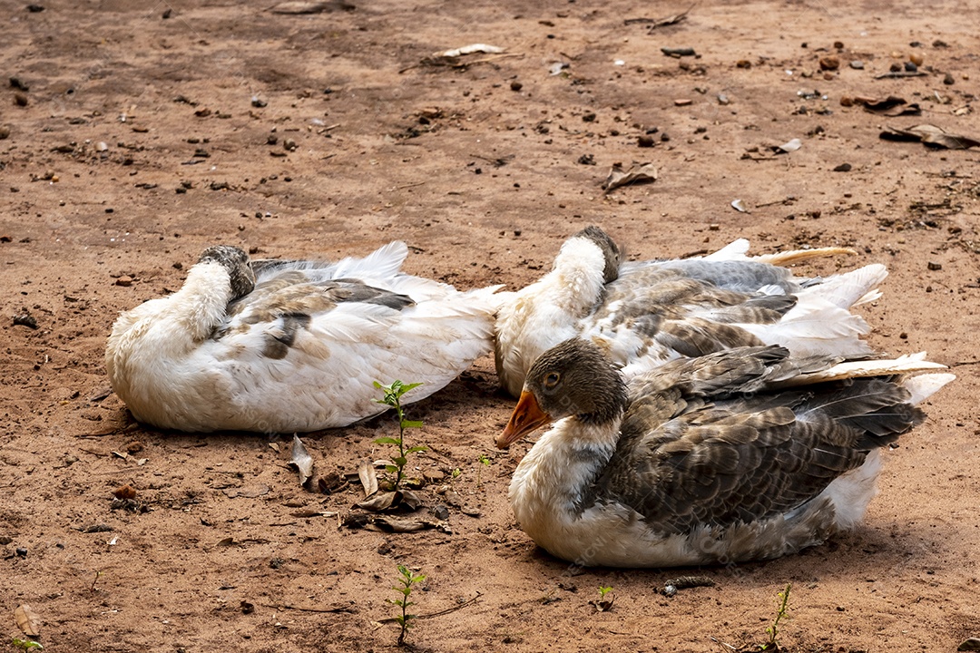 Dois patos dormindo e um acordado