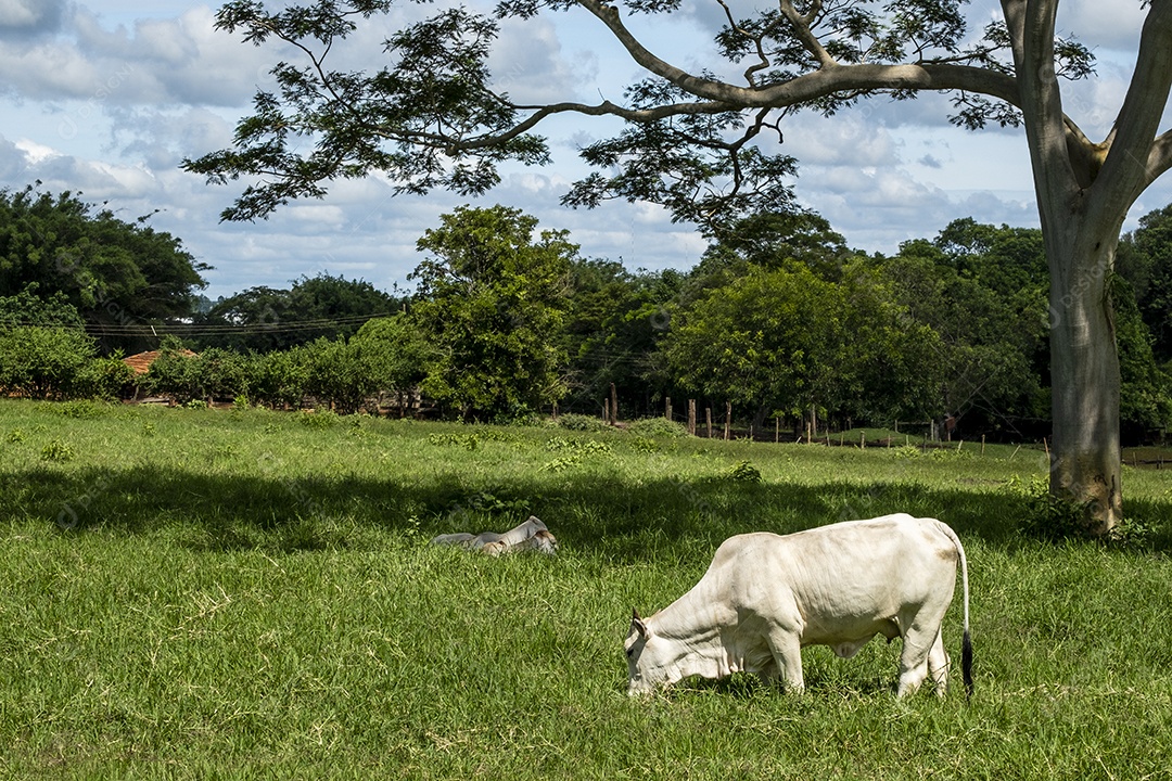 Gado alimentando-se de pasto verde