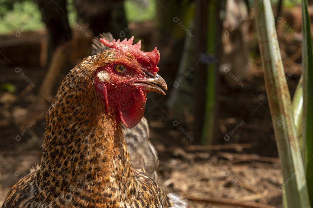 Close up do pescoço e da cabeça de uma galinha