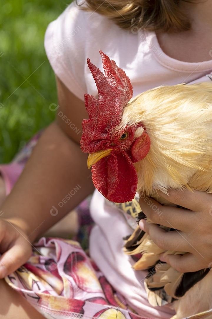 Pequeno galo nas mãos de uma criança