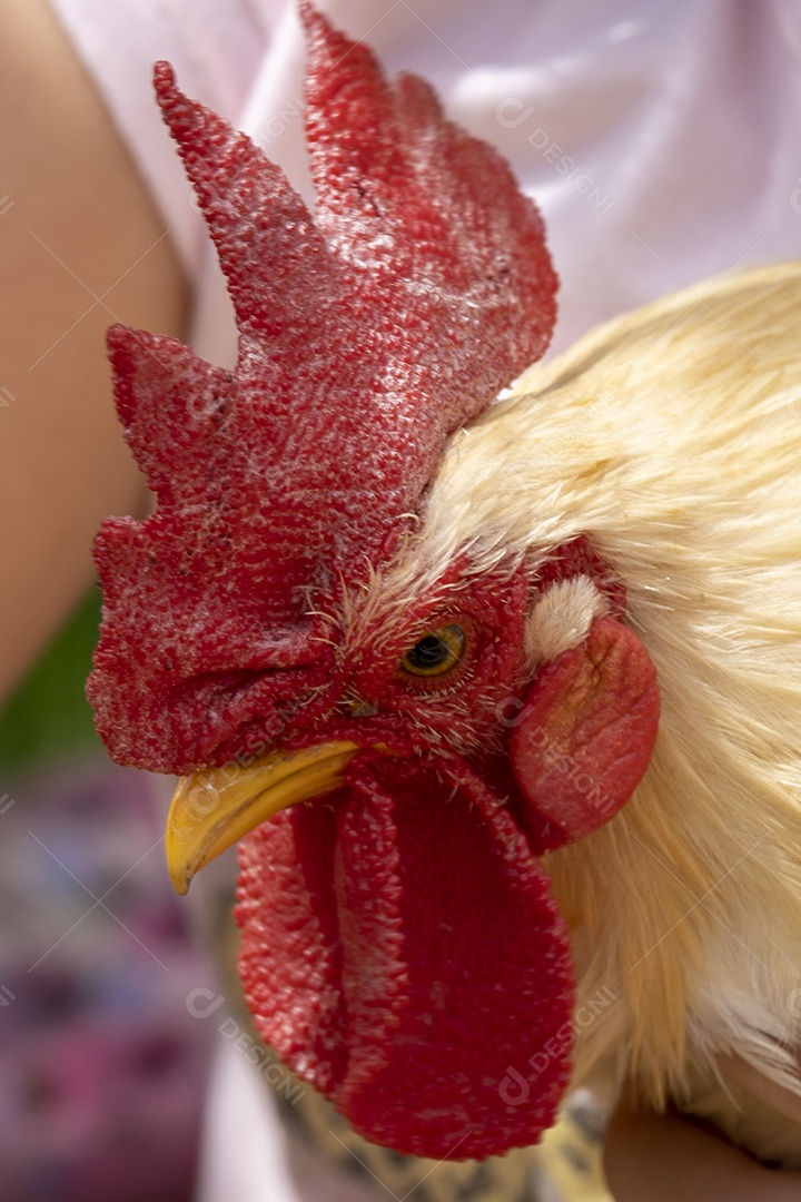 Pequeno galo nas mãos de uma criança