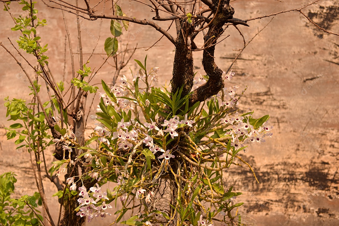 Orquídeas em galho de árvore