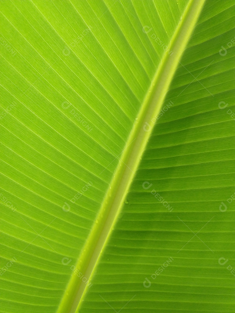 Folha de bananeira de perto