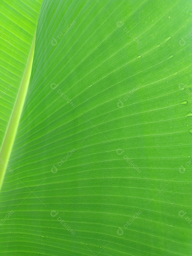 Folha de bananeira de perto