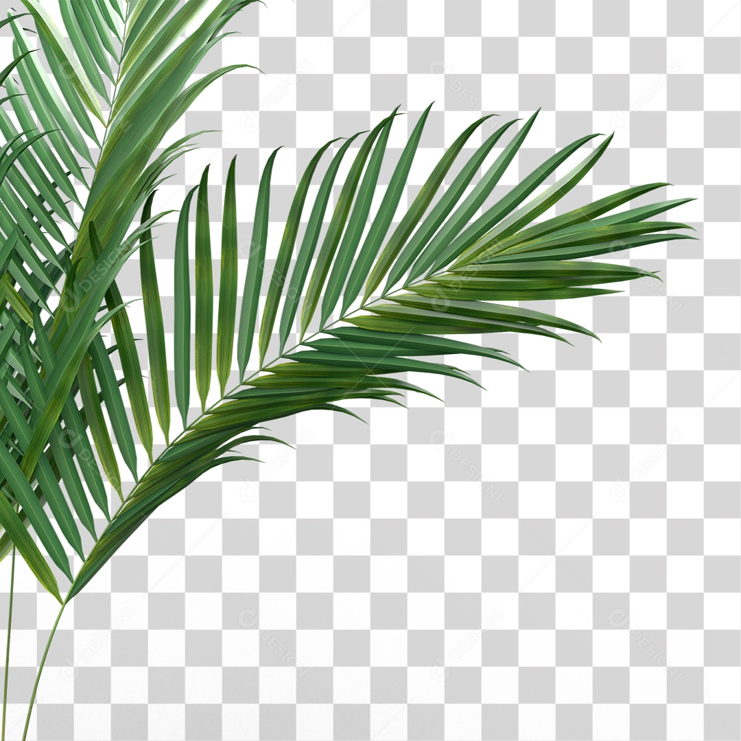 Palha de Coqueiro PNG Transparente