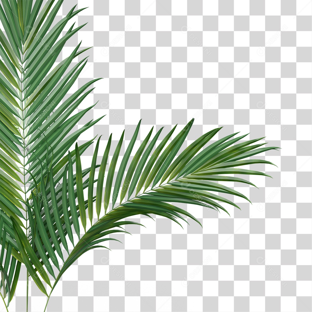 Palha de Coqueiro PNG Transparente