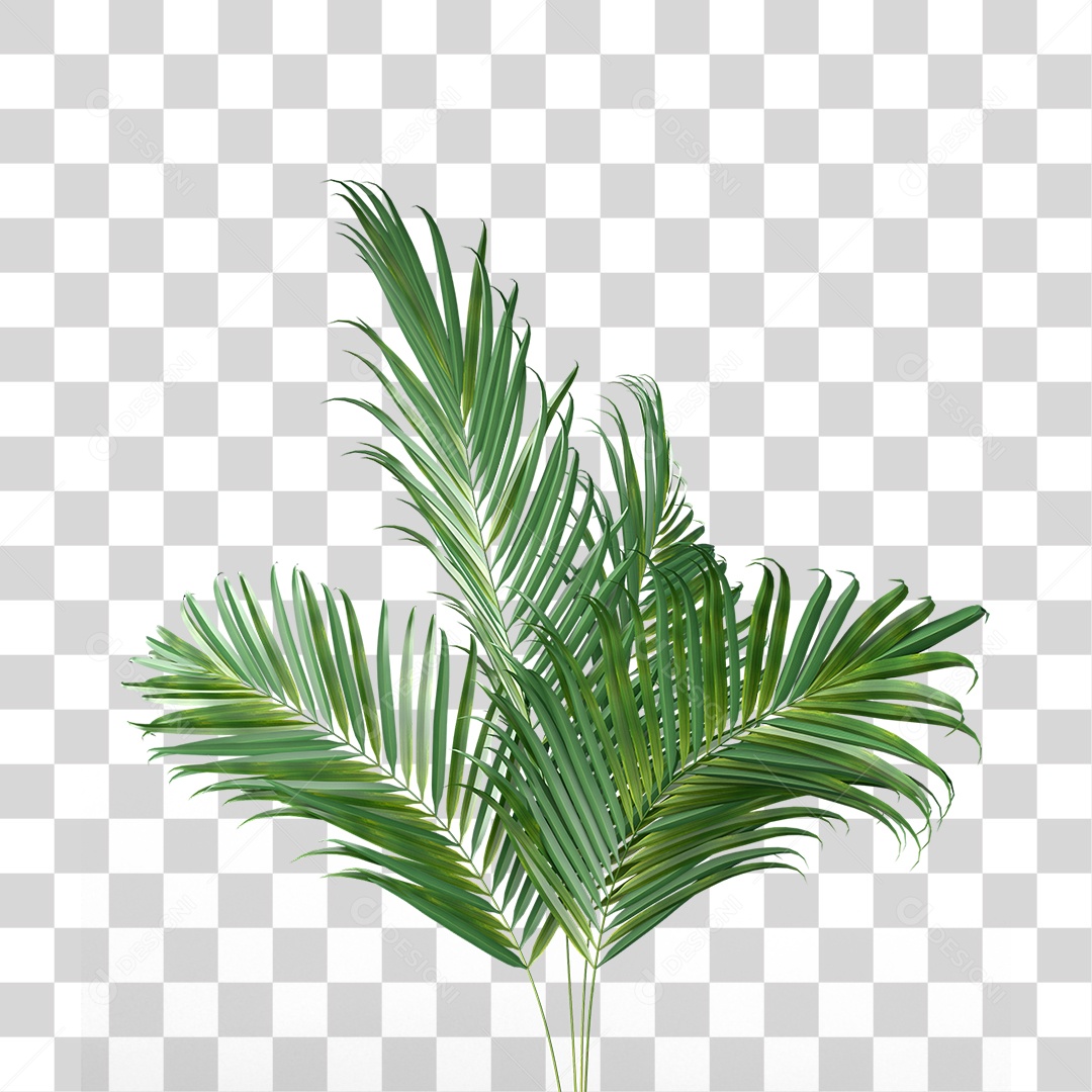 Palha de Coqueiro PNG Transparente