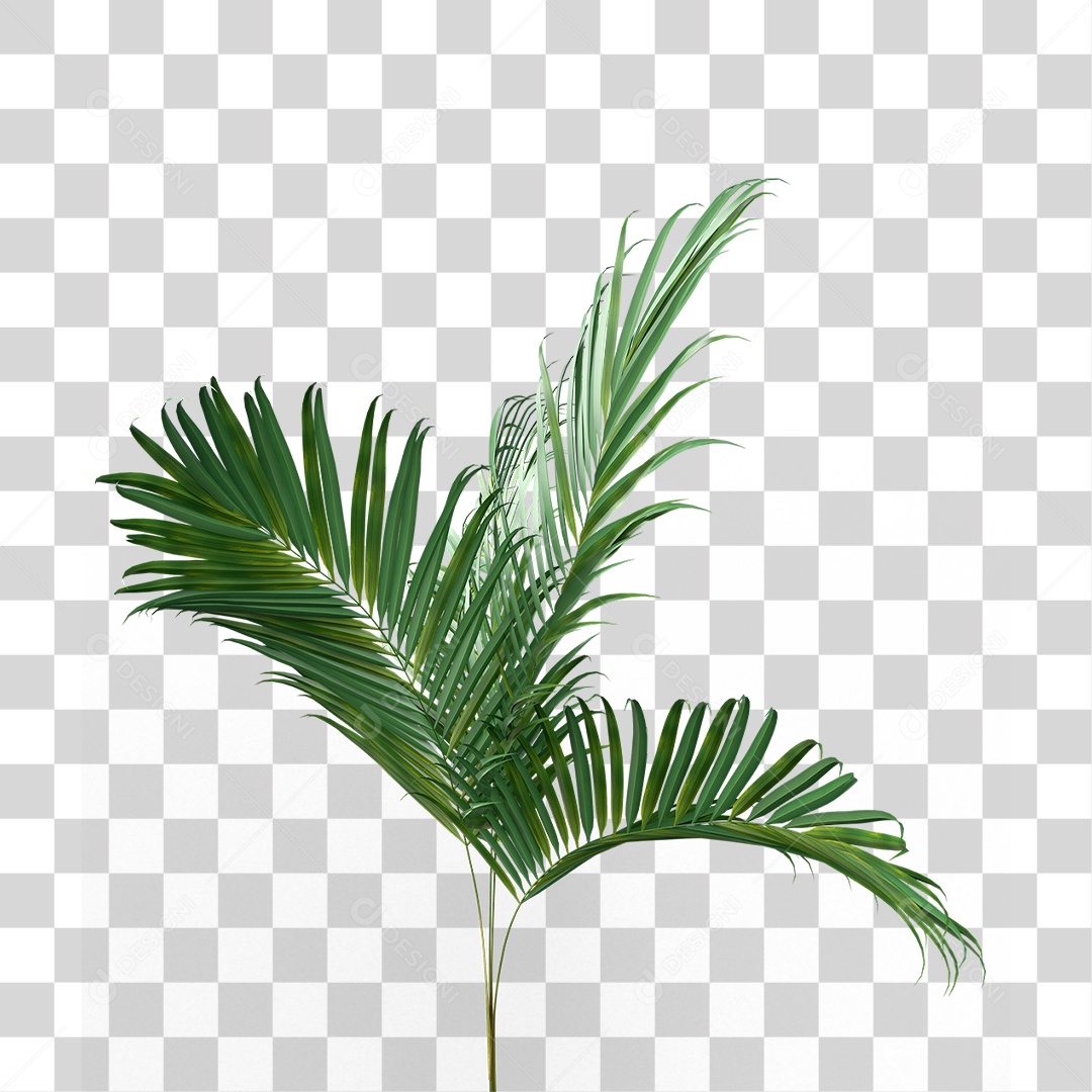 Palha de Coqueiro PNG Transparente