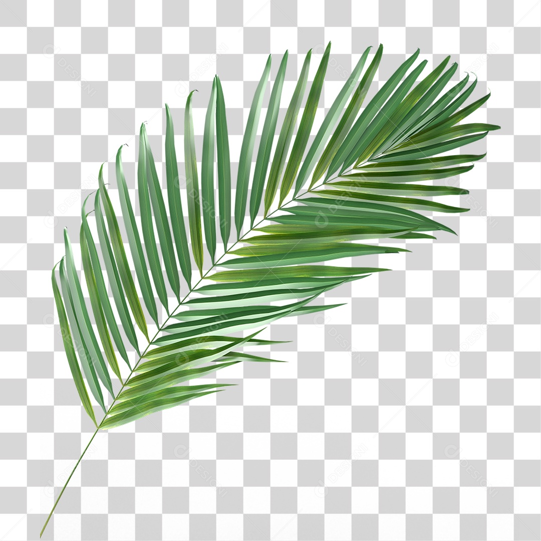 Palha de Coqueiro PNG Transparente