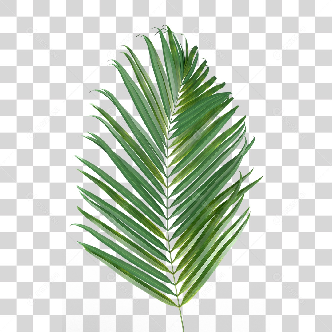 Palha de Coqueiro PNG Transparente