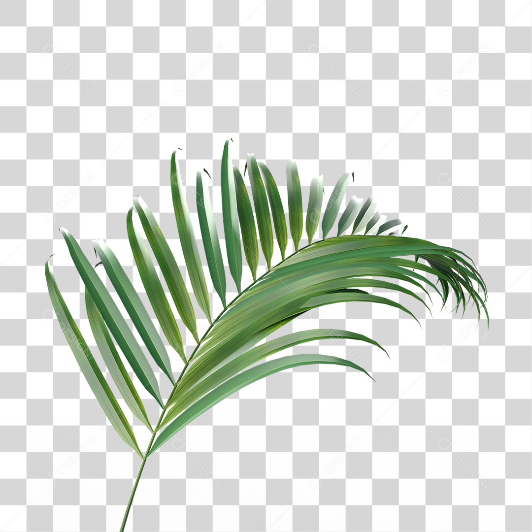 Palha de Coqueiro PNG Transparente