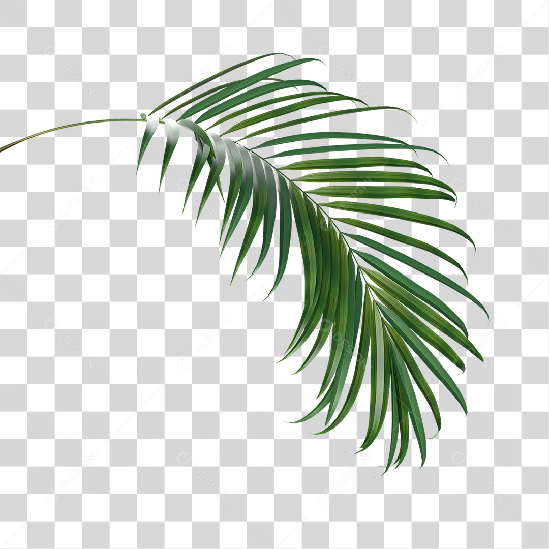 Palha de Coqueiro PNG Transparente