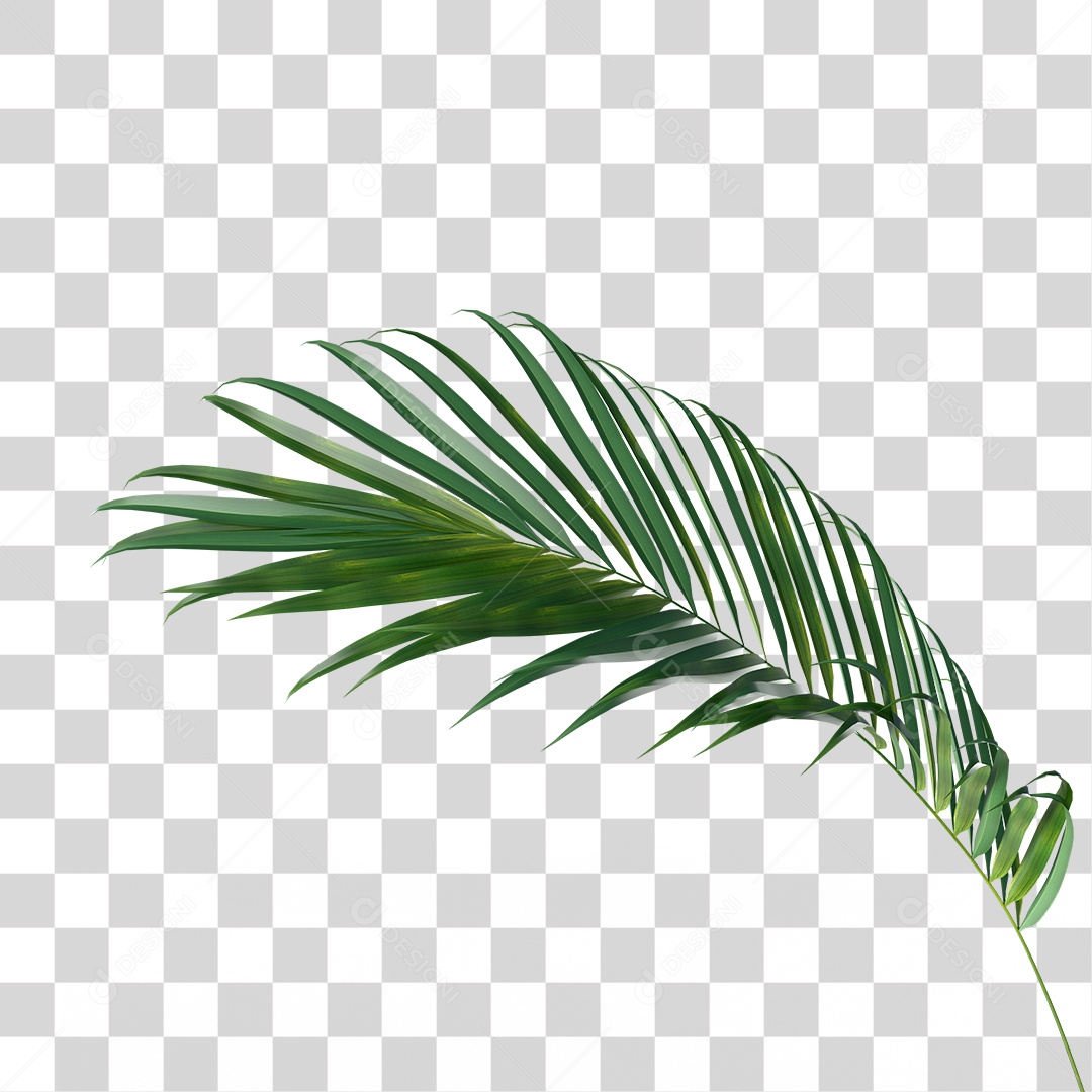 Palha de Coqueiro PNG Transparente