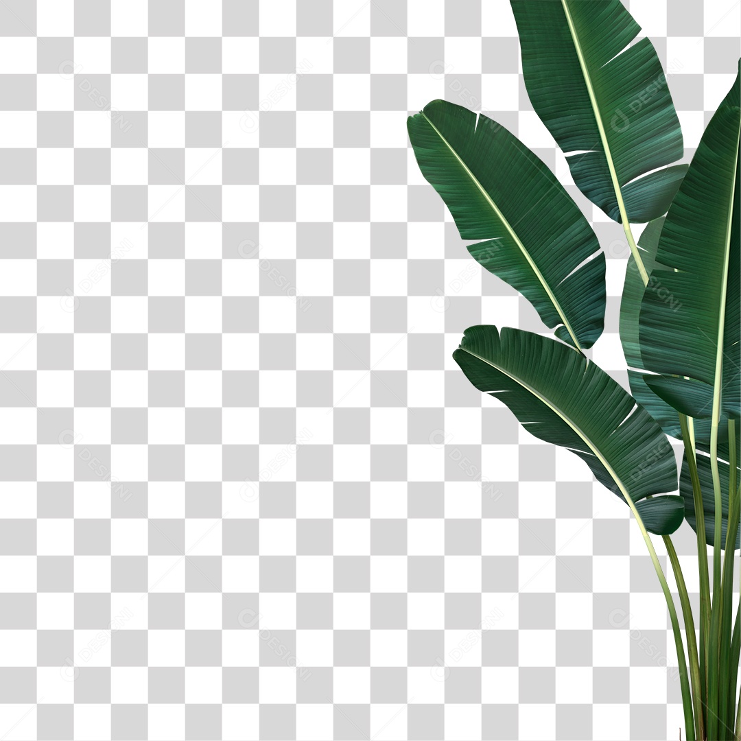 Folha de Banana PNG Transparente