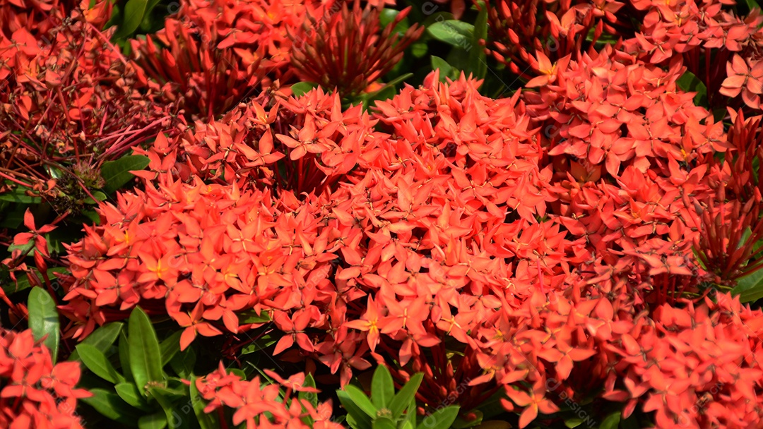 Flores de alfinete vermelho da Tailândia. Esta pequena espécie de flor tailandesa