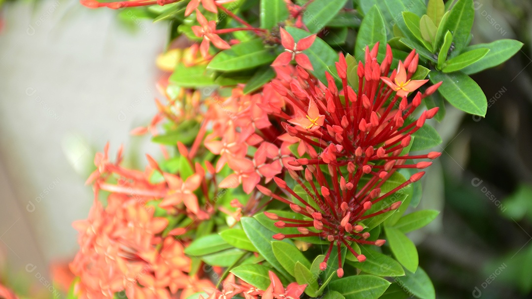 Flores de alfinete vermelho da Tailândia. Esta pequena espécie de flor tailandesa