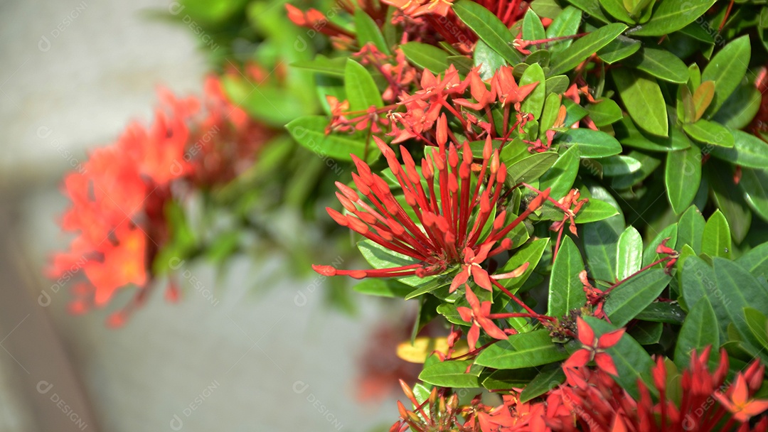 Flores de alfinete vermelho da Tailândia. Esta pequena espécie de flor tailandesa