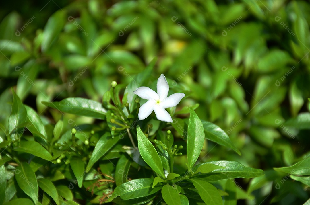 Flores brancas da Tailândia. Esta pequena espécie de flor tailandesa