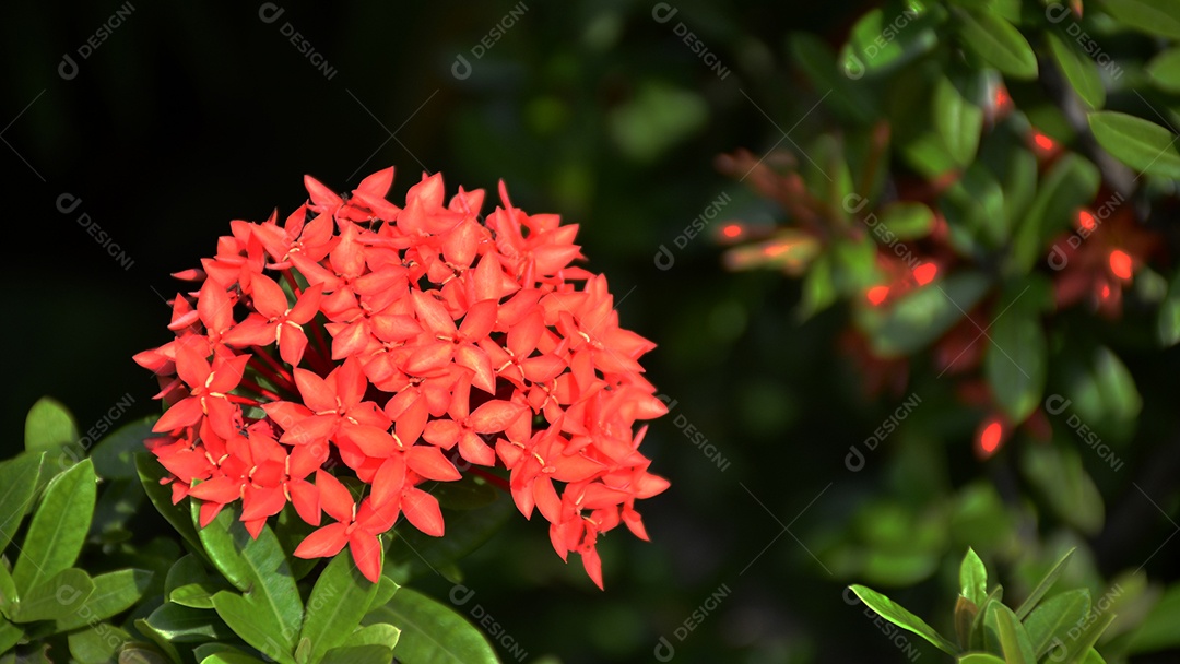 Flores de alfinete vermelho da Tailândia. Esta pequena espécie de flor tailandesa