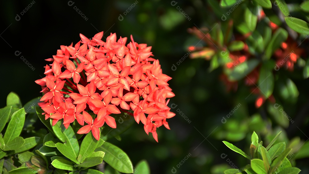 Flores de alfinete vermelho da Tailândia. Esta pequena espécie de flor tailandesa