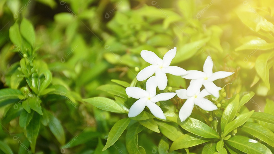 Flores brancas da Tailândia. Esta pequena espécie de flor tailandesa