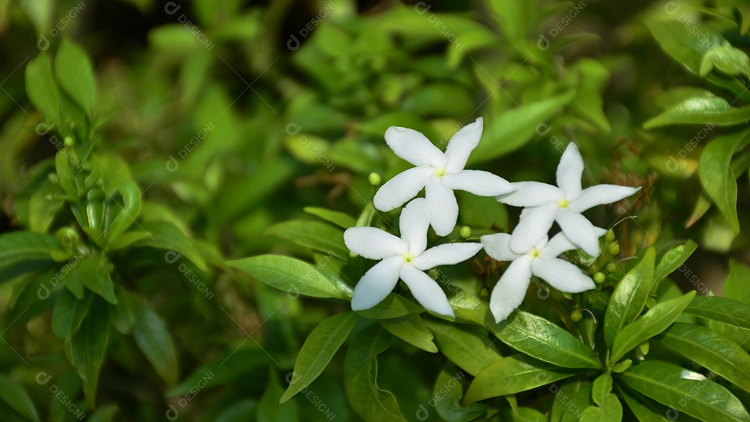 Flores brancas da Tailândia. Esta pequena espécie de flor tailandesa