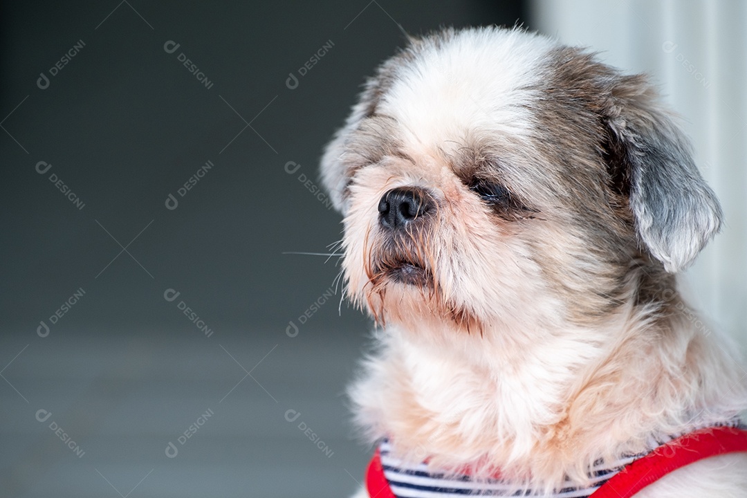 Lindo cachorro peludo