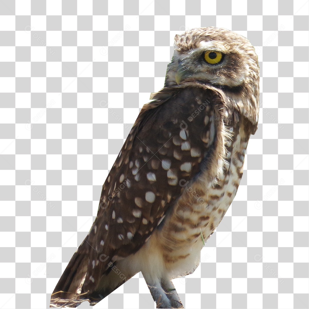 Coruja PNG Transparente
