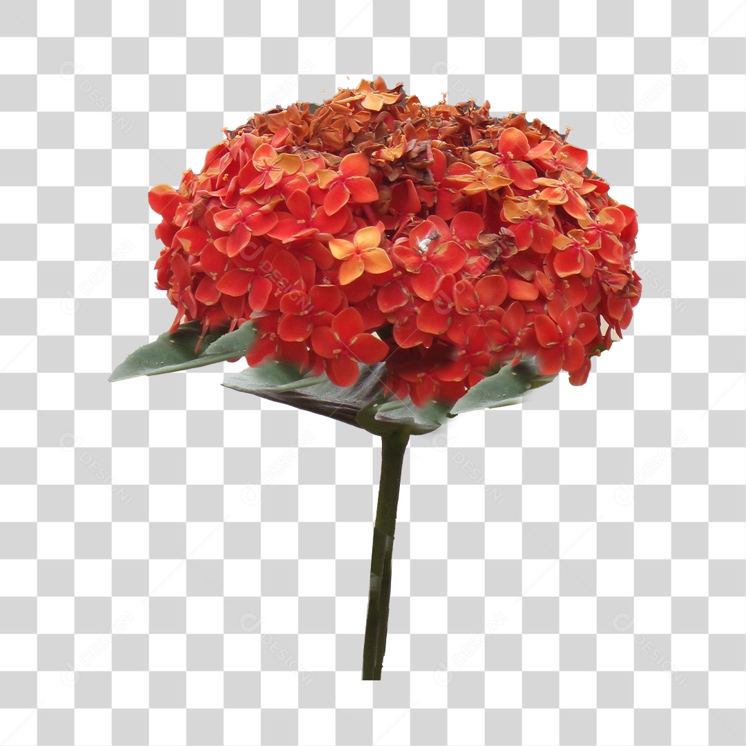 Flor Ixora PNG Transparente